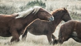 A herd of brumbies runs through Kosciuszko National Park last month.